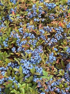 Blueberry bush