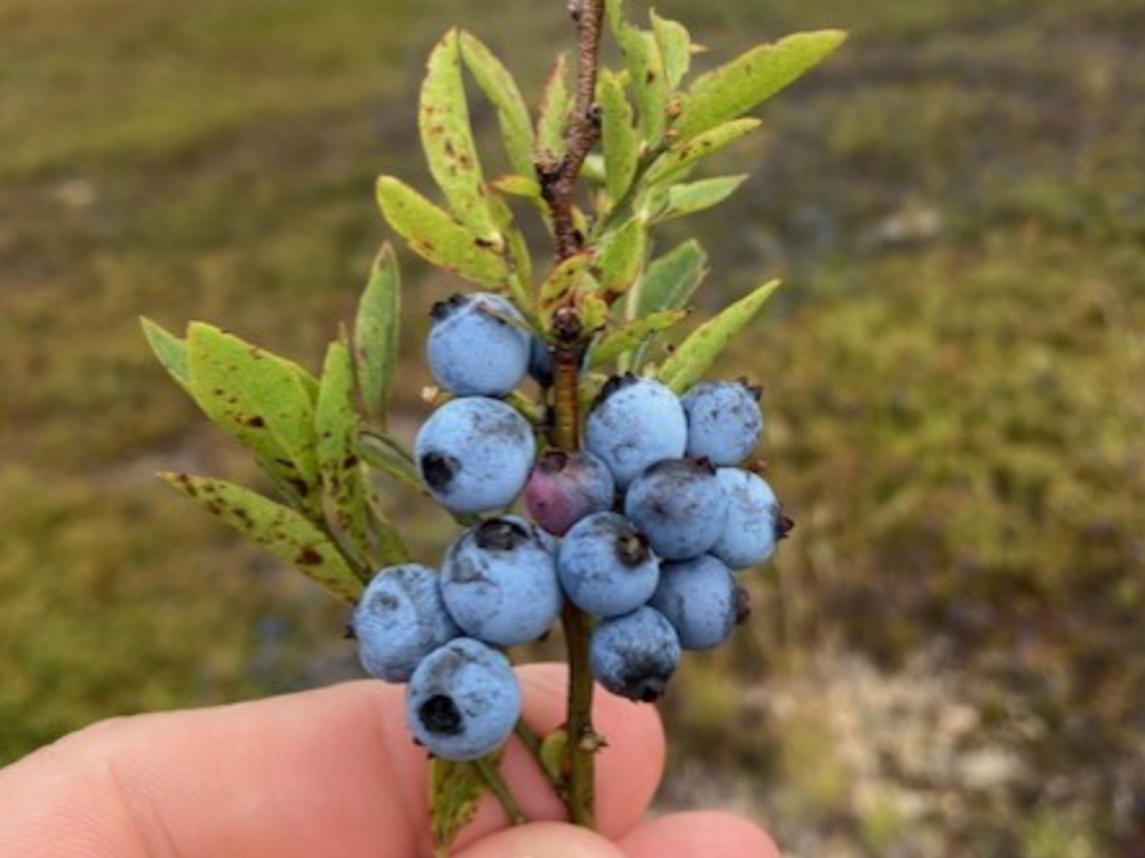 Blueberry Fields Forever: Sureway’s Role as an On-Site Agent
