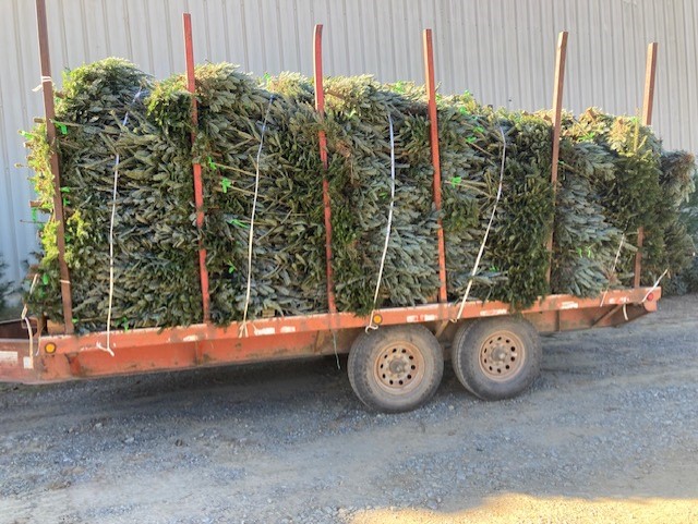 “O Christmas Tree Farm, O Christmas Tree Farm”: The Benefit of On-Site Agents